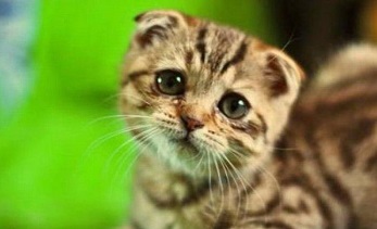 Sad Cat :(